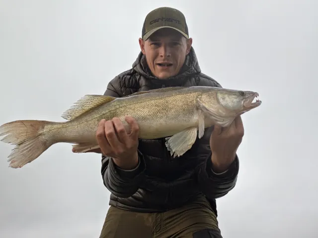 Zander
