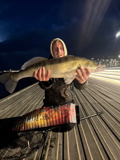 Zander