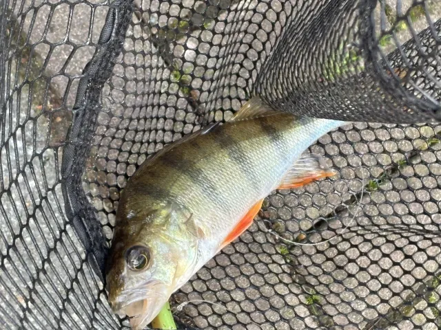 Flussbarsch