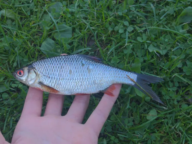 Rotauge