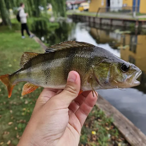 Flussbarsch