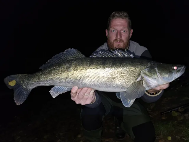 Zander