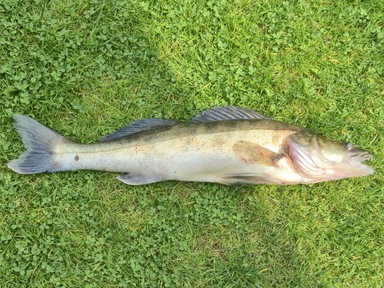 Zander-1