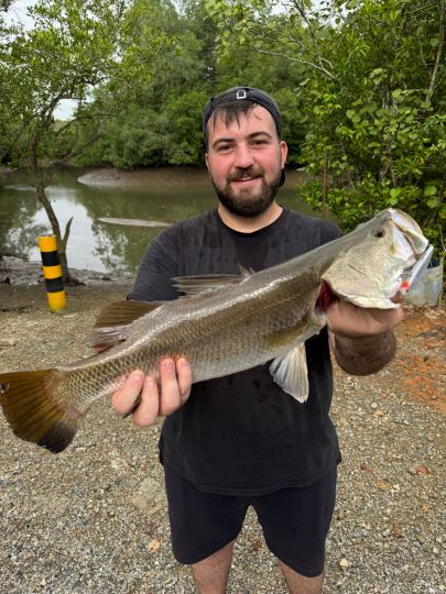 Barramundi