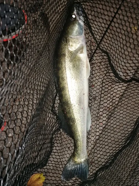 Zander