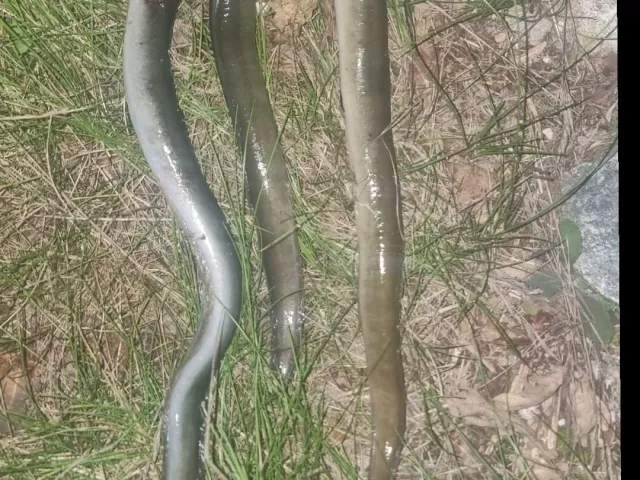Aal