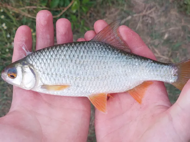 Rotauge