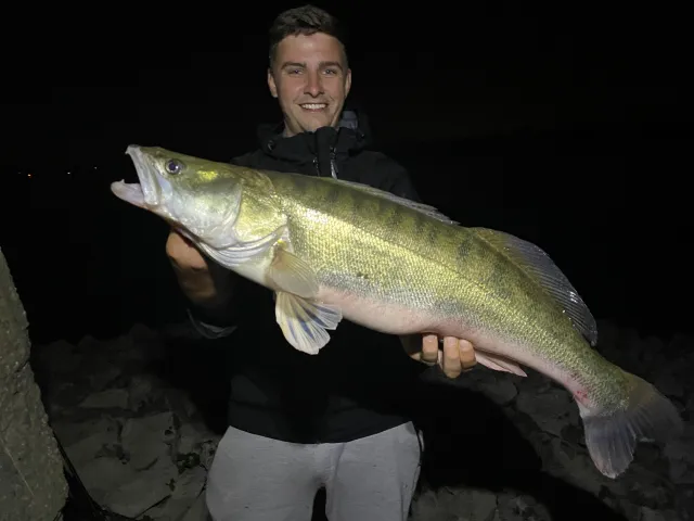 Zander