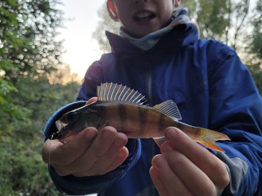 Flussbarsch
