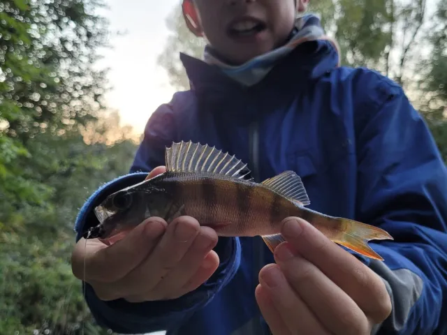Flussbarsch