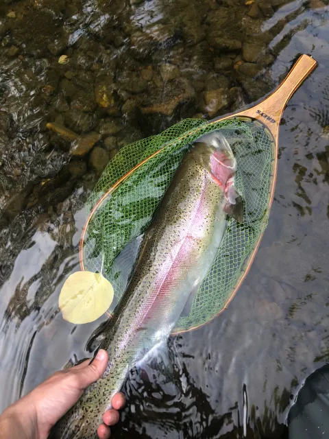 Regenbogenforelle