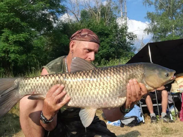 Graskarpfen