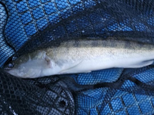 Zander