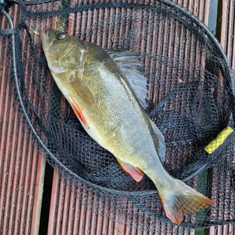 Flussbarsch