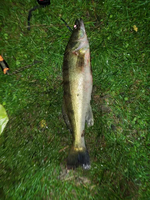 Zander