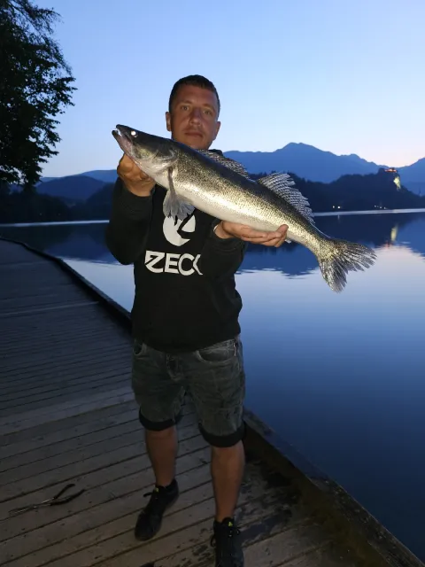 Zander