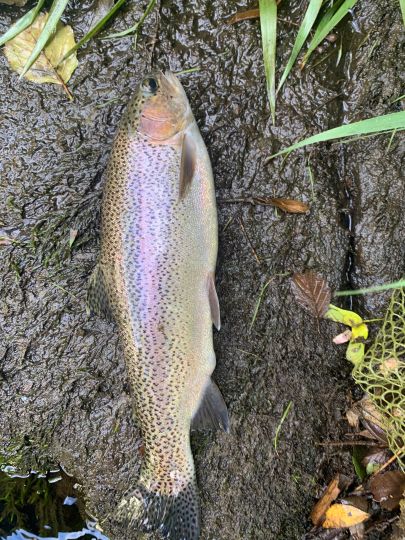 Regenbogenforelle