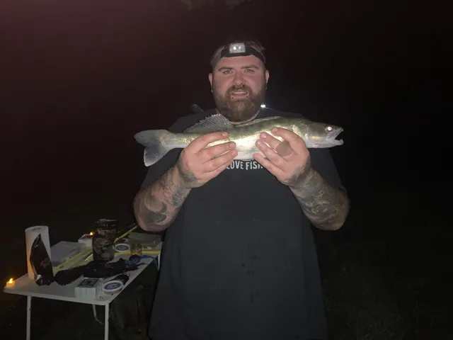 Zander
