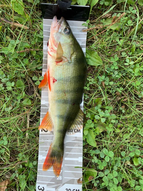 Flussbarsch