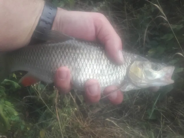 Döbel
