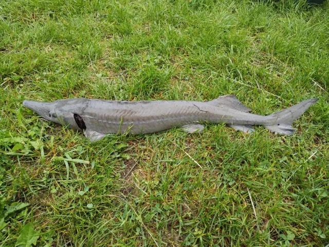 Stör