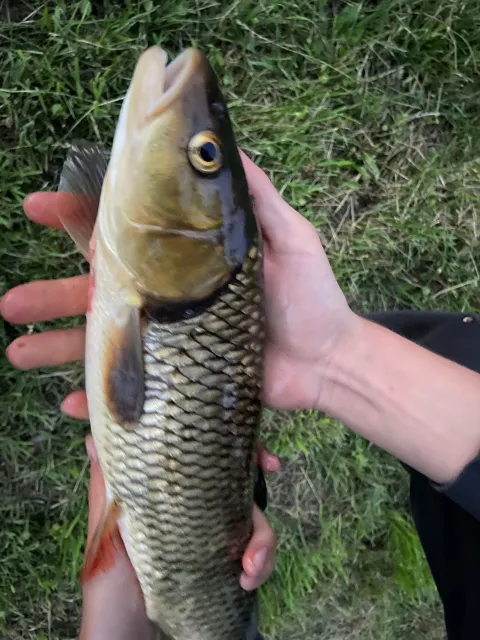 Döbel
