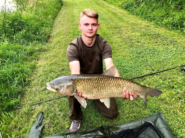 Graskarpfen
