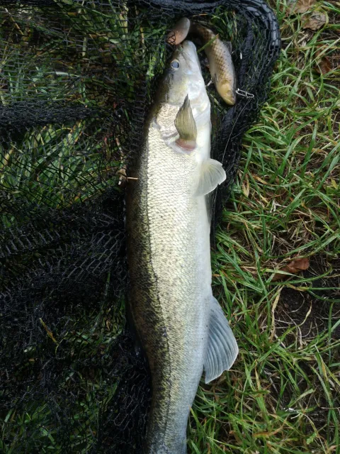 Zander