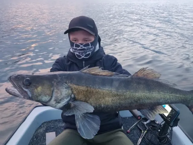 Zander