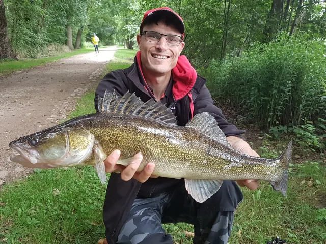 Zander