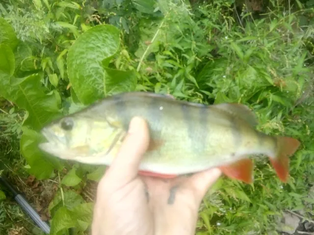 Flussbarsch