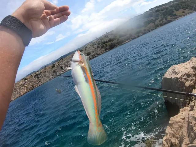 Lippfisch