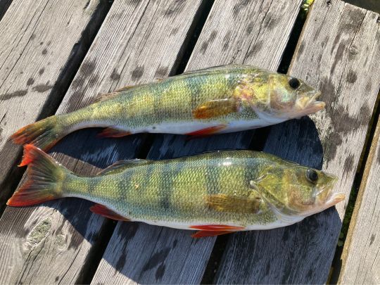 Flussbarsch