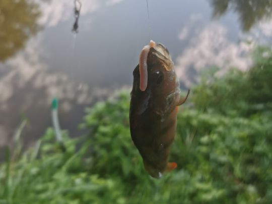 Flussbarsch