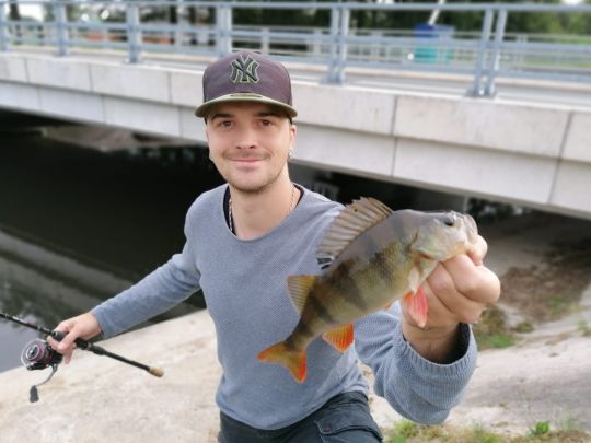 Flussbarsch