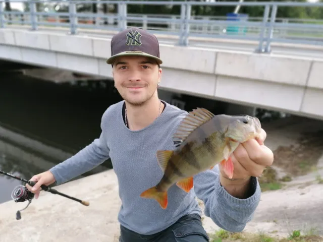 Flussbarsch