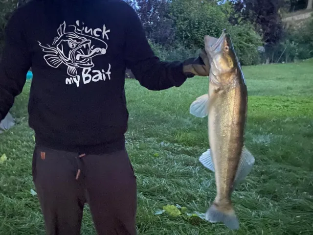 Zander