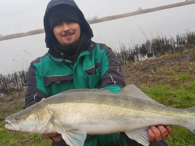 Zander