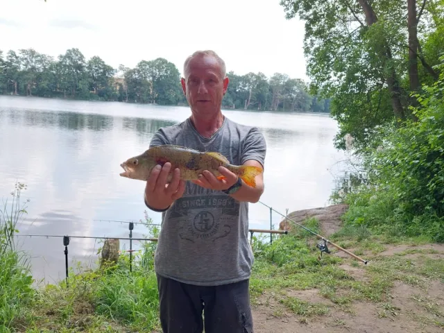 Flussbarsch