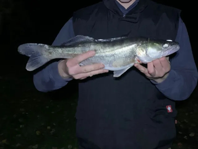 Zander