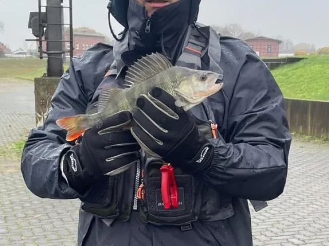 Flussbarsch