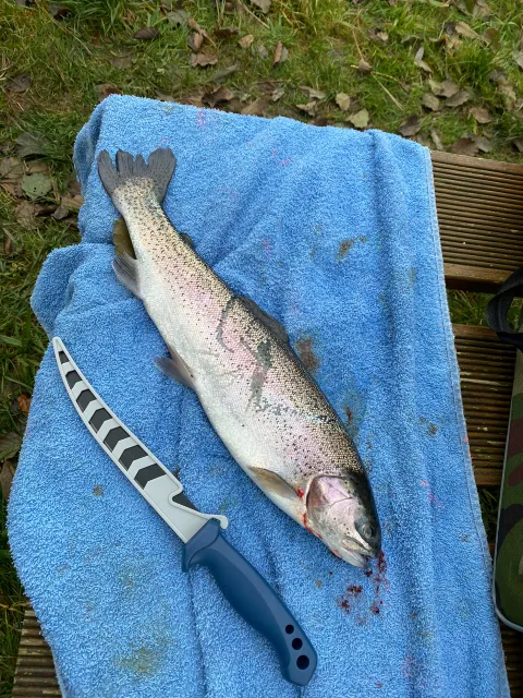 Regenbogenforelle
