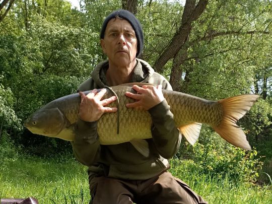 Graskarpfen