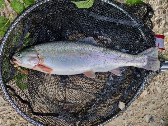Regenbogenforelle