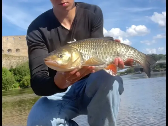 Döbel