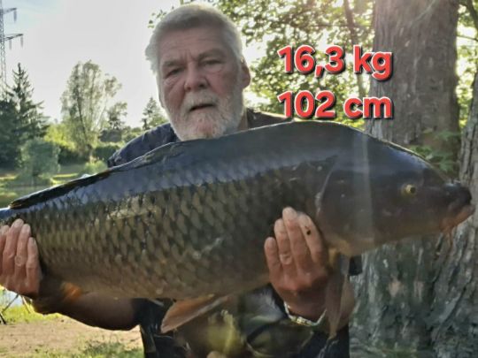 Graskarpfen