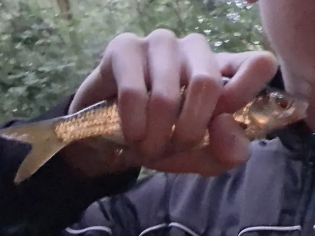 Rotfeder