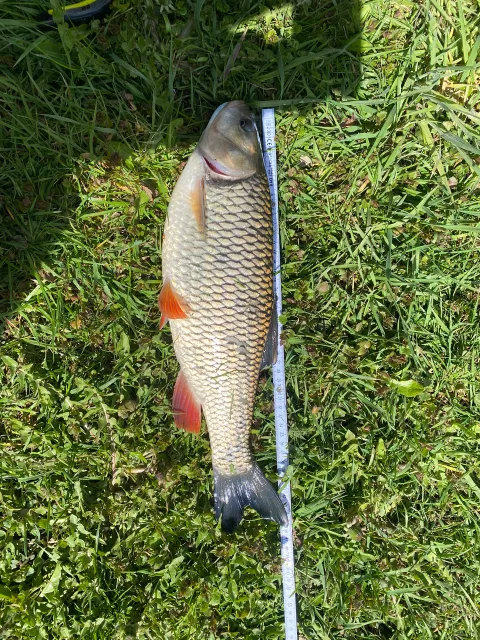 Döbel