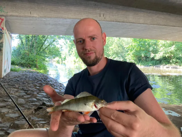 Flussbarsch
