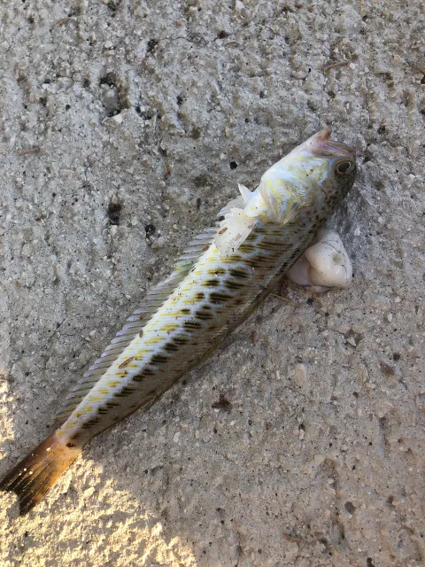 Petermännchen